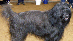 Gos d’Atura Català: Vodič za ponašanje, zdravlje i njegu pasmine