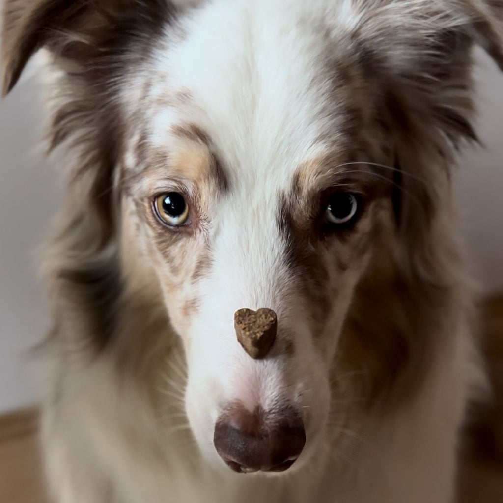 Apipet Chews Probiotic