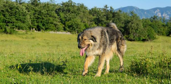 Šarplaninac: hrabri čuvar i vjeran prijatelj