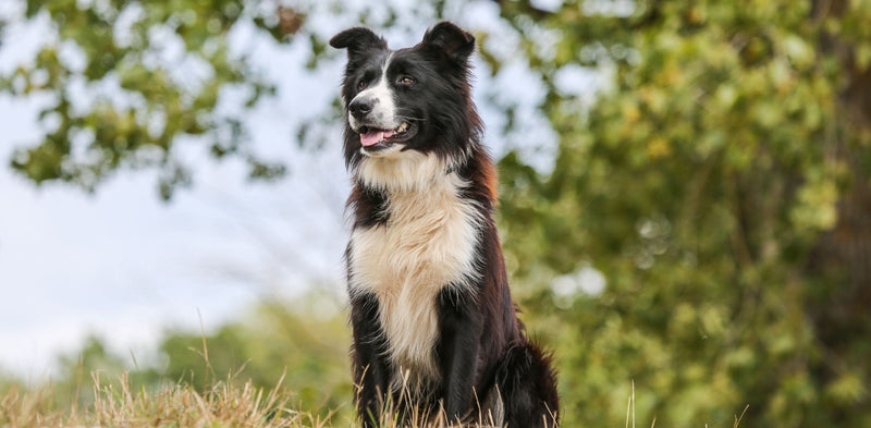 Border Collie: Povijest, karakteristike, trening i zdravlje