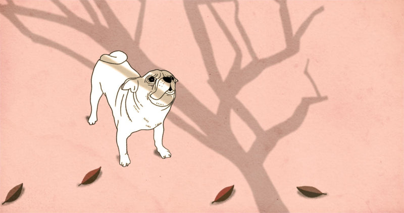 7 stvari koje ti želi reći stariji pas