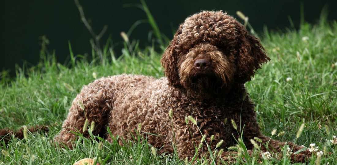Lagotto Romagnolo: Povijest, karakteristike, zdravlje i njega
