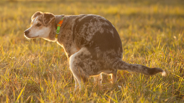 Zatvor kod pasa: uzroci i liječenje
