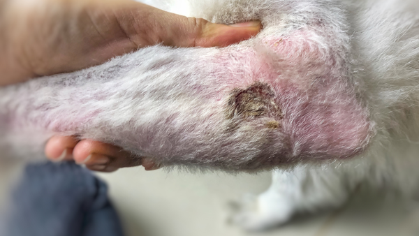 Dermatitis kod pasa