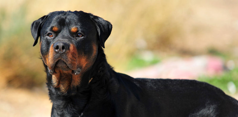 Rottweiler: Povijest, Karakteristike, Njega i Trening
