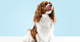 Zanimljivosti o određenim pasminama