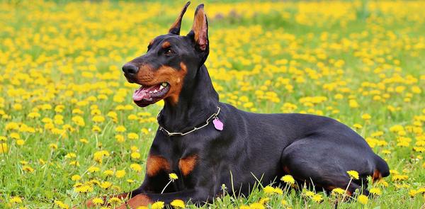 Doberman: Inteligentan Pas Čuvar - Sve o Pasmini