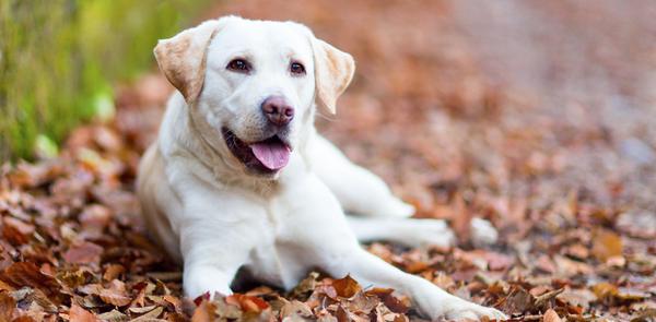 Labrador Retriver: Dobrodušni Obiteljski Ljubimac i Svestrani Radni Pas