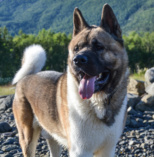 Razlike i Sličnosti: Japanska Akita vs Američka Akita - Vodič za Ljubitelje Pasa