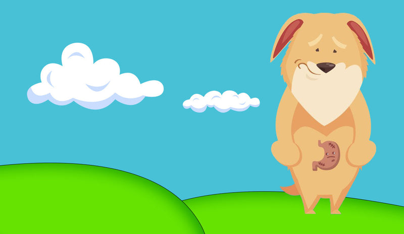 Gastritis kod pasa - simtomi, uzroci i liječenje