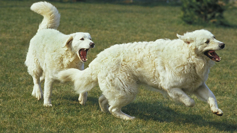 Kuvasz pasmina: karakter, njega, prehrana i savjeti za vlasnike