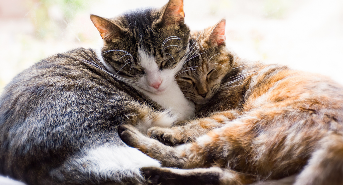 Prirodno jačanje imuniteta mačke: savjeti, uzroci i rješenja