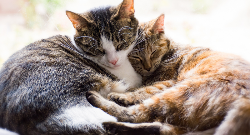 Probiotici za mačke: zdravlje crijeva i imunitet vašeg ljubimca