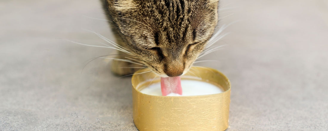 Mlijeko i mačke – mit ili istina? Zašto mlijeko šteti probavi mačaka