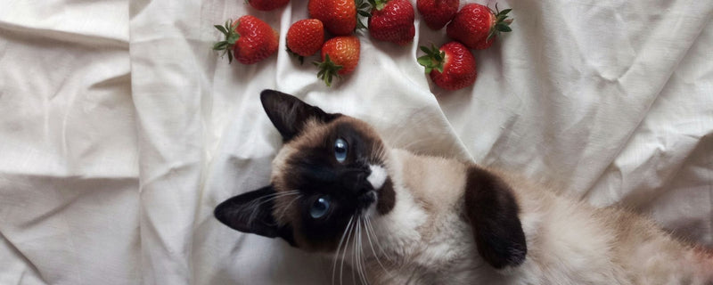 Sigurne poslastice za mačke – koje voće i povrće smiju jesti?