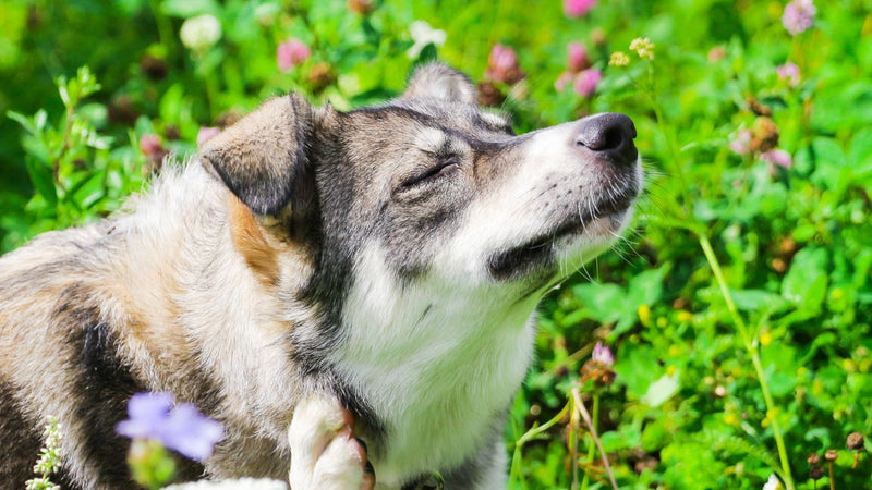 Paraziti kod pasa: simptomi, liječenje i najbolji savjeti za zaštitu