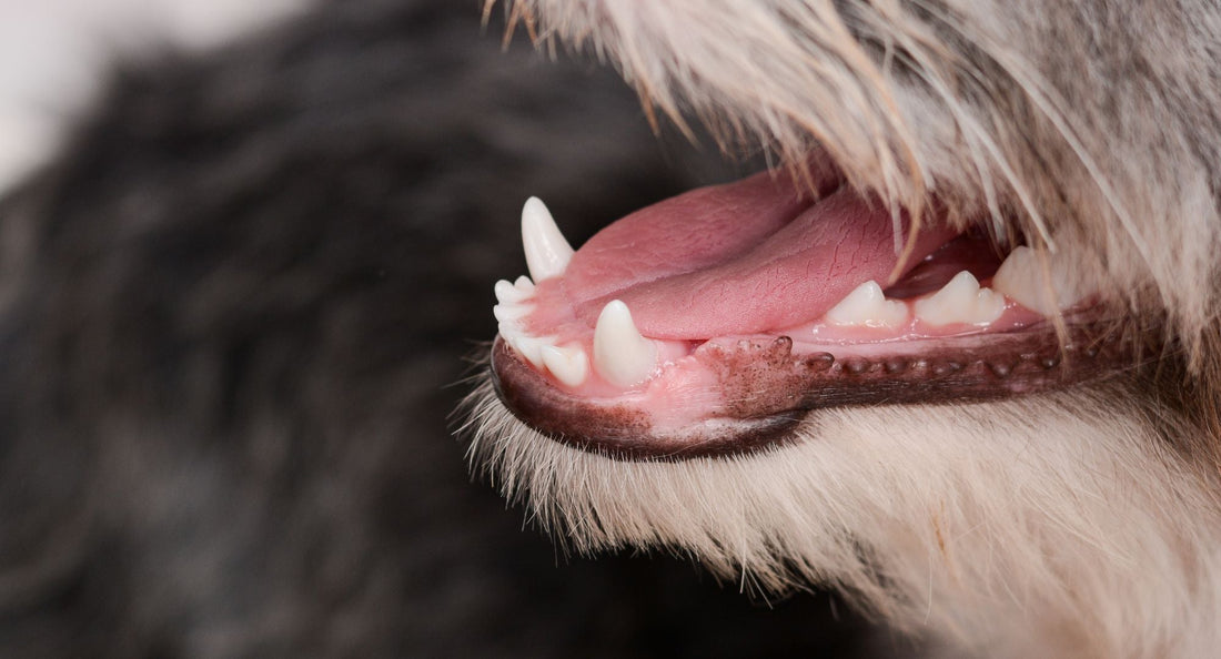 Kako prehranom spriječiti zubni kamenac i zadah kod pasa