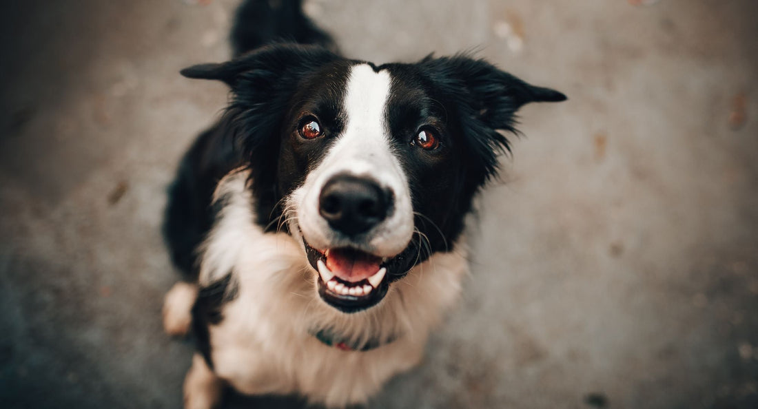 Omega-3 za pse kako ih koristiti i izbjeći greške