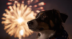 Kako pripremiti psa na buku petardi: Trening i savjeti za manje stresa