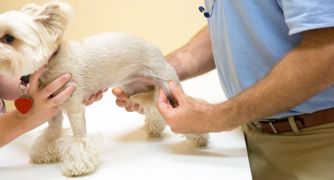 Preventivni dodaci za zglobove pasa prije pojave problema