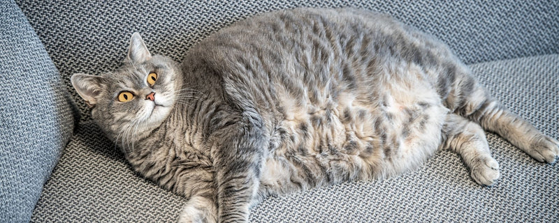 Pretilost mačaka – kako prepoznati i pravilno hraniti svoju macu