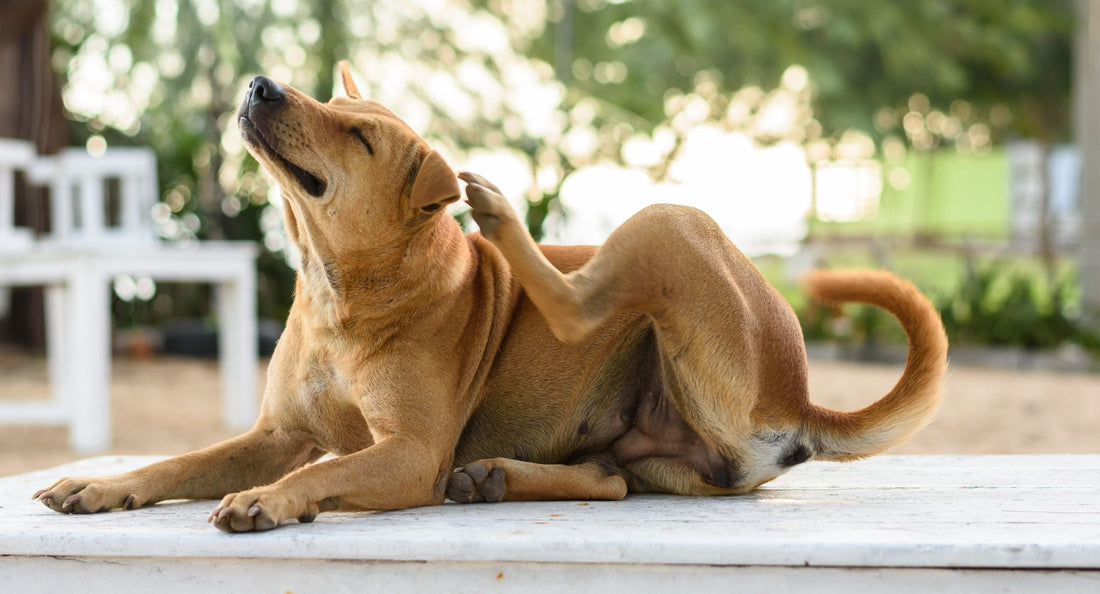 Zašto se pas češe bez alergije i kako pomoći