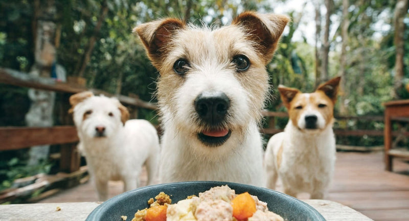 Rotacijska prehrana pasa: koristi, rizici i pravilna primjena