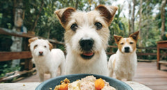 Rotacijska prehrana pasa: koristi, rizici i pravilna primjena