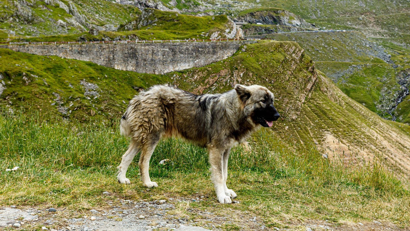 Rumunjski karpatski ovčar: vodič kroz brigu, školovanje i prehranu