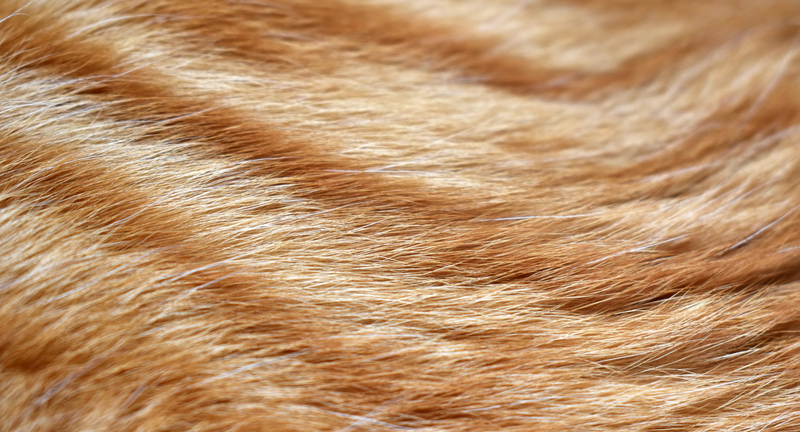 Briga za mačju dlaku: uzroci, njega i savjeti za zdravlje