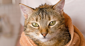 10 savjeta za kupanje mačke