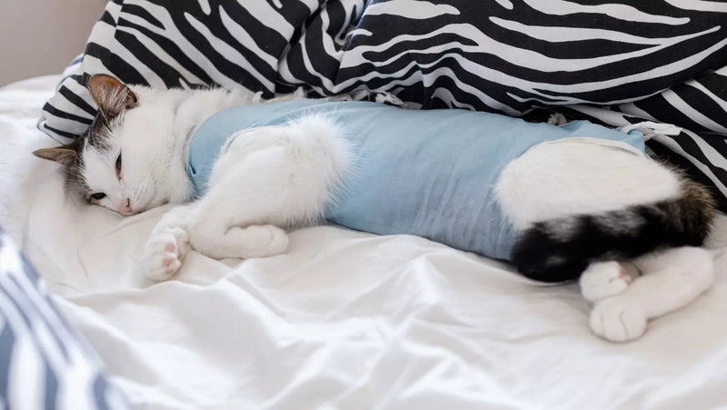 Istina o sterilizaciji ili kastraciji vaše mačke