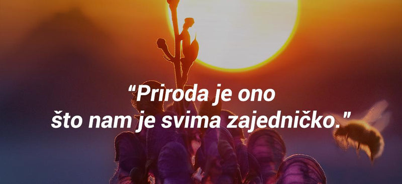 Jeste li ikada vidjeli pčele na poslu?