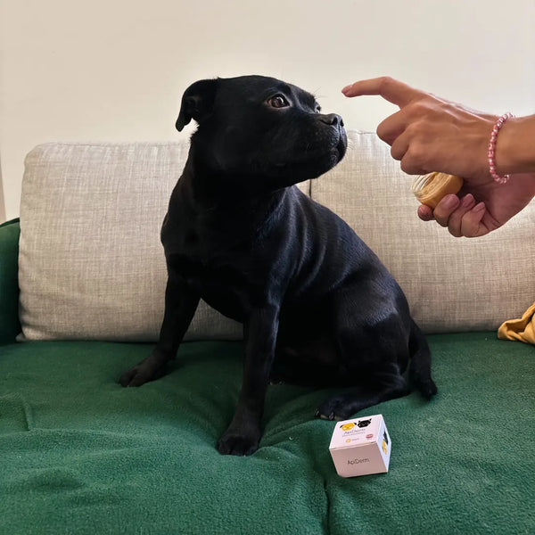 1. Lociraj oštećeno mjesto, ranicu ili žarište (hotspot) na koži ljubimca.