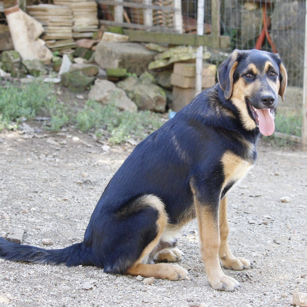 ApiKumstvo – Bubi