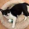 Apicat Hairball