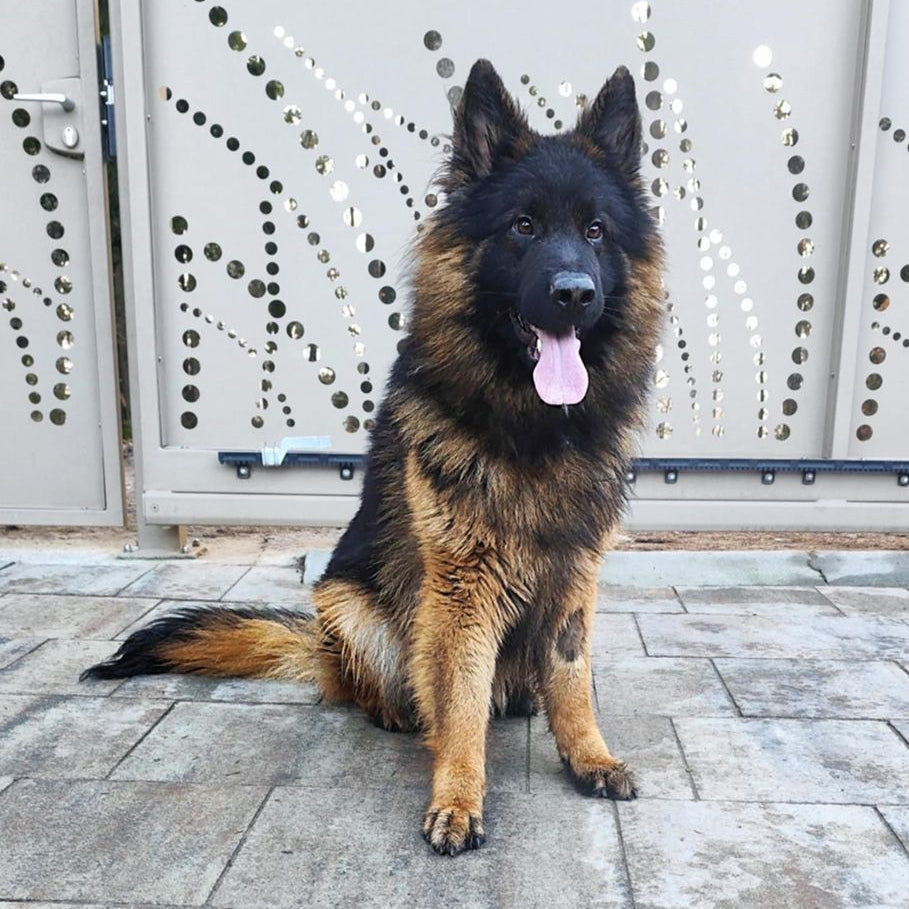 Apikumstvo -  Napoleon