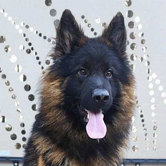 Apikumstvo -  Napoleon