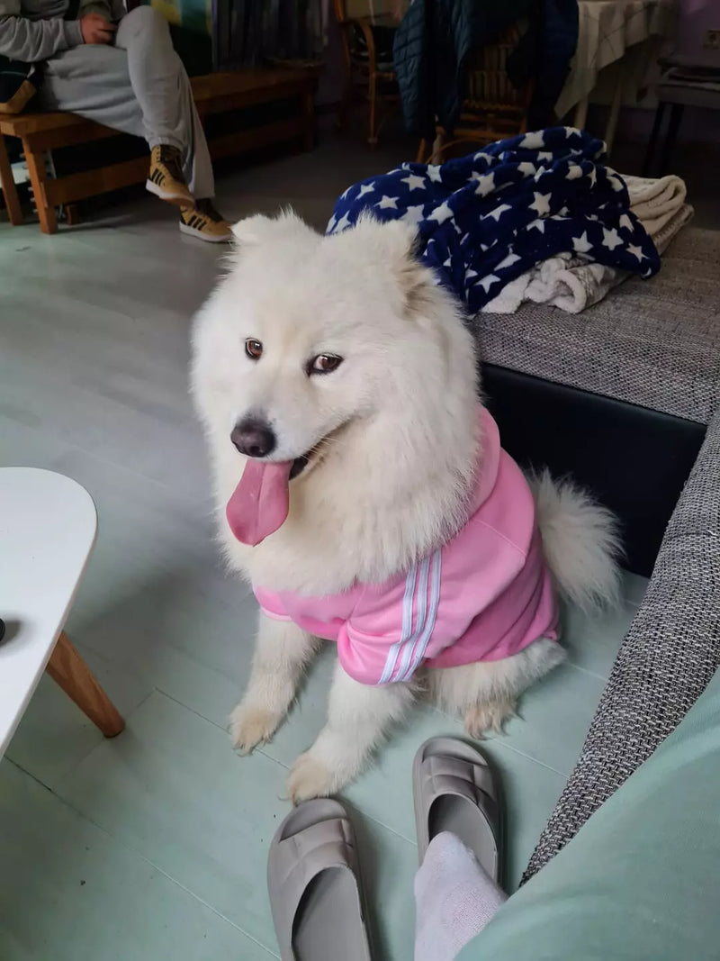 Apipet recenzija ljubimca