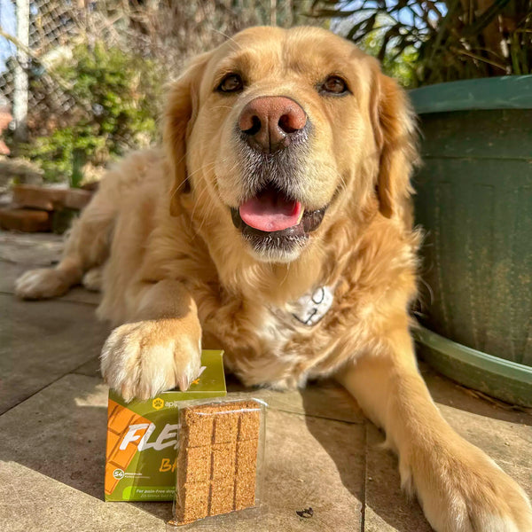 Zadovoljni Apipet ljubimac