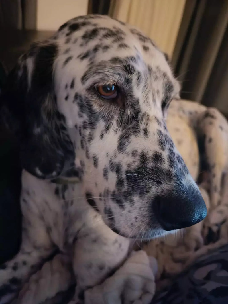 Apipet recenzija ljubimca