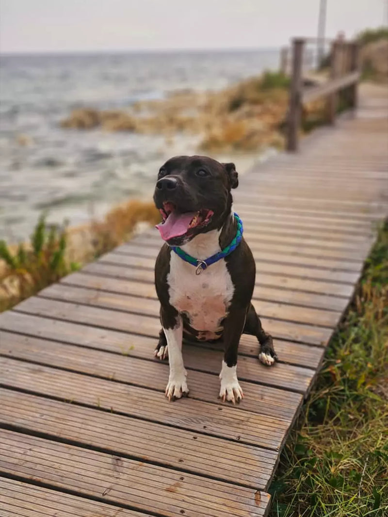 Apipet recenzija ljubimca