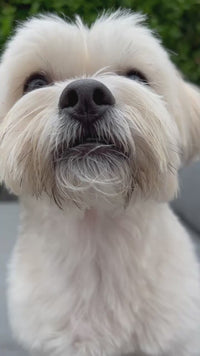 Apifood Vital Puretina