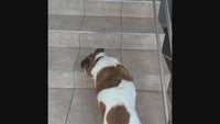 Apipet Flexi
