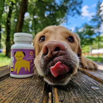 Zadovoljni Apipet ljubimac